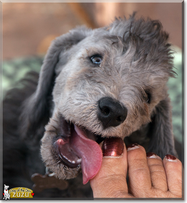 Zuzu the Bedlington Terrier, the Dog of the Day