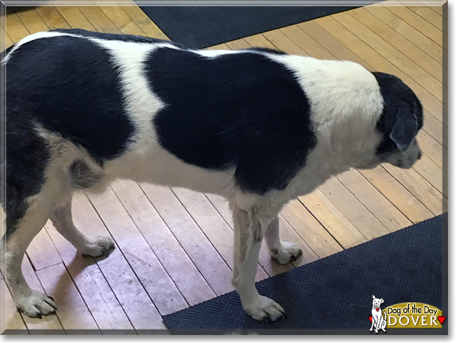 Dover the Pointer/Border Collie mix, the Dog of the Day
