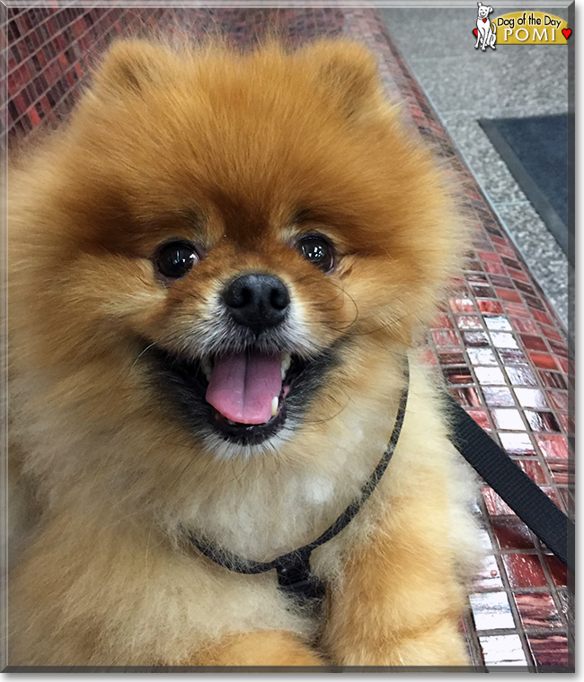 Pomi the Pomeranian, the Dog of the Day