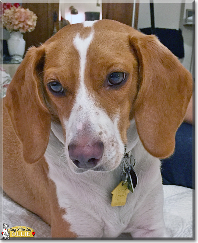 Ollie the Beagle/American Foxhound, the Dog of the Day