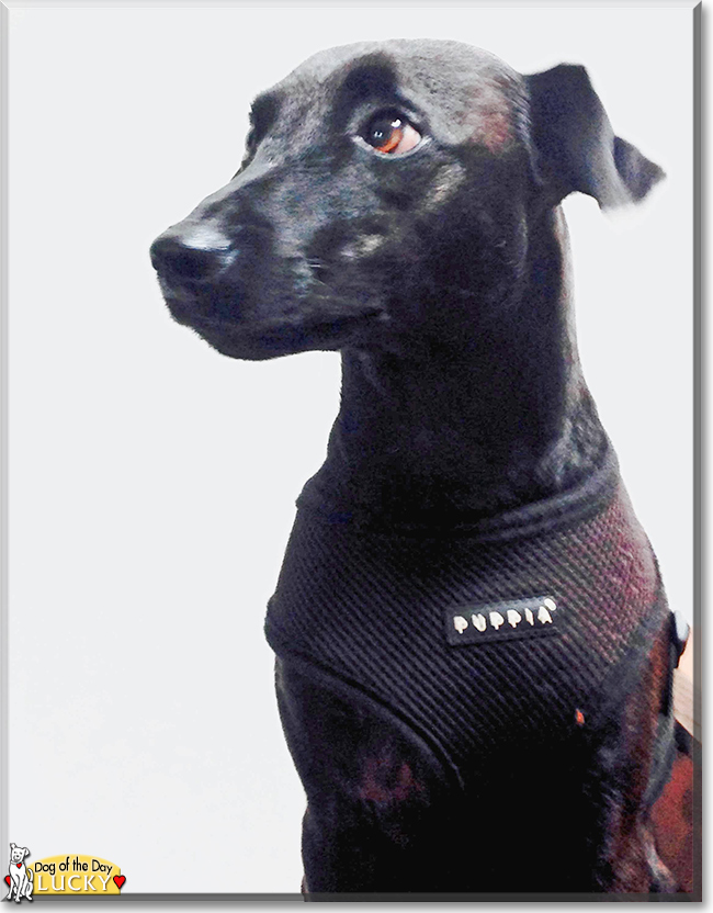 Lucky the Patterdale Terrier, the Dog of the Day