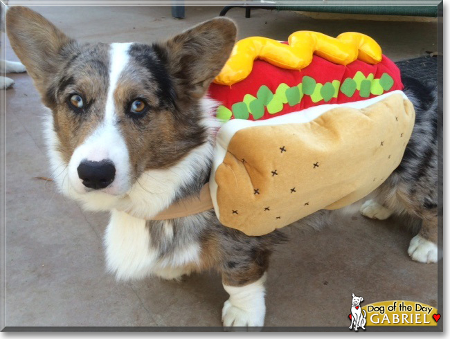 Gabriel the Cardigan Welsh Corgi, the Dog of the Day