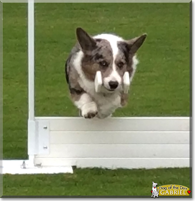 Gabriel the Cardigan Welsh Corgi, the Dog of the Day