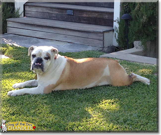 Chandler the English Bulldog, the Dog of the Day