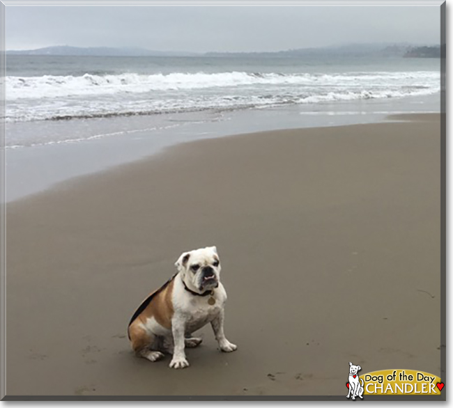 Chandler the English Bulldog, the Dog of the Day