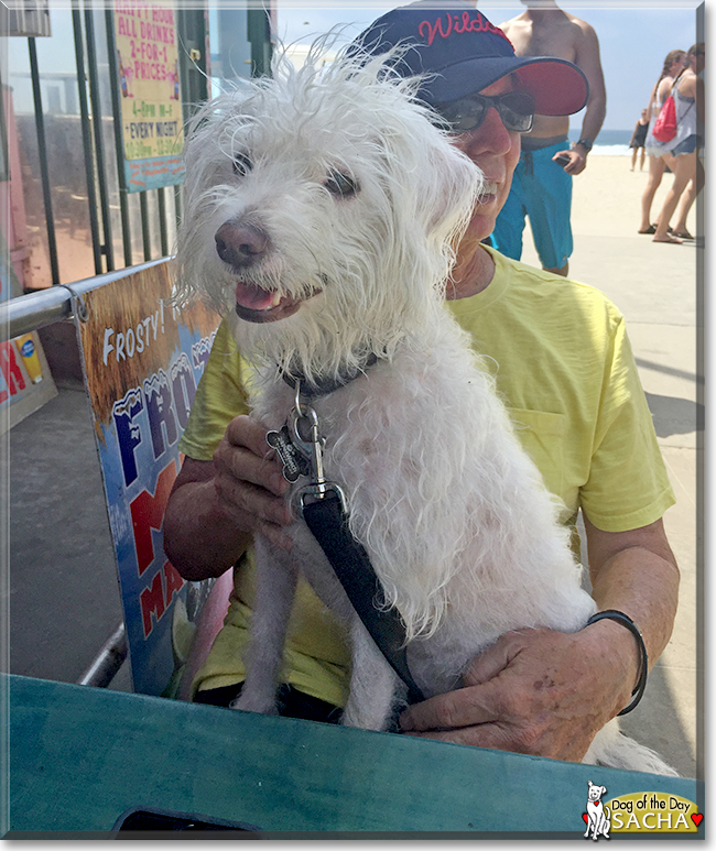 Sacha the Jack Russell Terrier/Poodle mix, the Dog of the Day