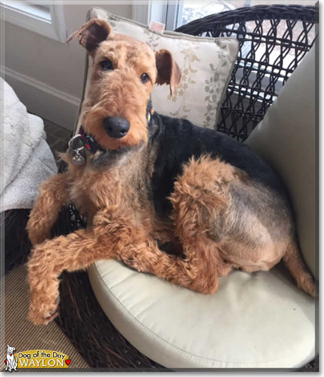 Waylon the Airedale Terrier, the Dog of the Day