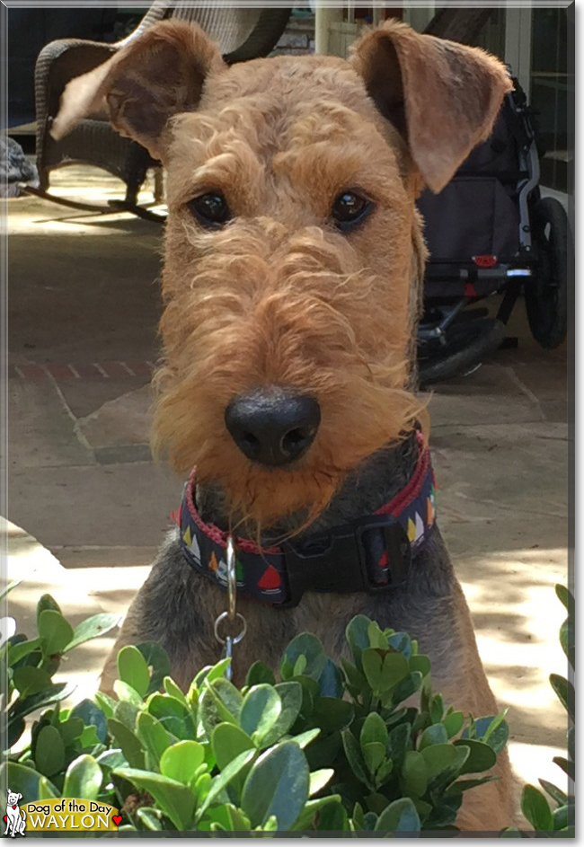 Waylon the Airedale Terrier, the Dog of the Day