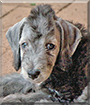 Zuzu the Bedlington Terrier