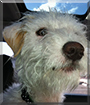 Sacha the Jack Russell Terrier/Poodle mix