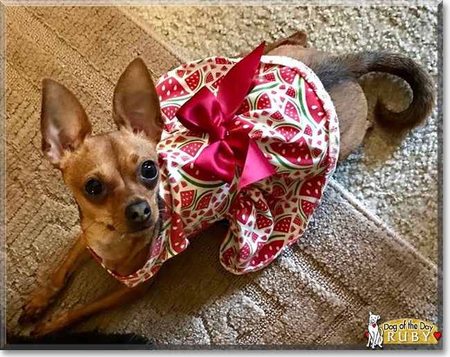 Ruby the Chihuahua, the Dog of the Day