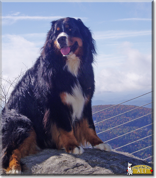 Ali the Bernese Mountain Dog, the Dog of the Day