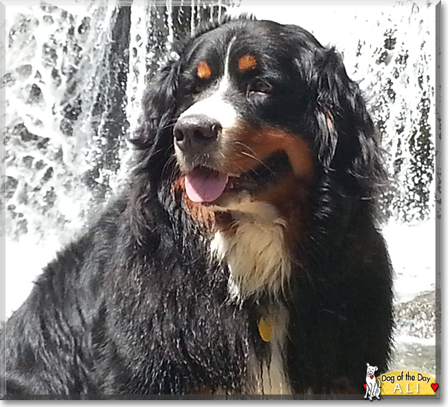 Ali the Bernese Mountain Dog, the Dog of the Day