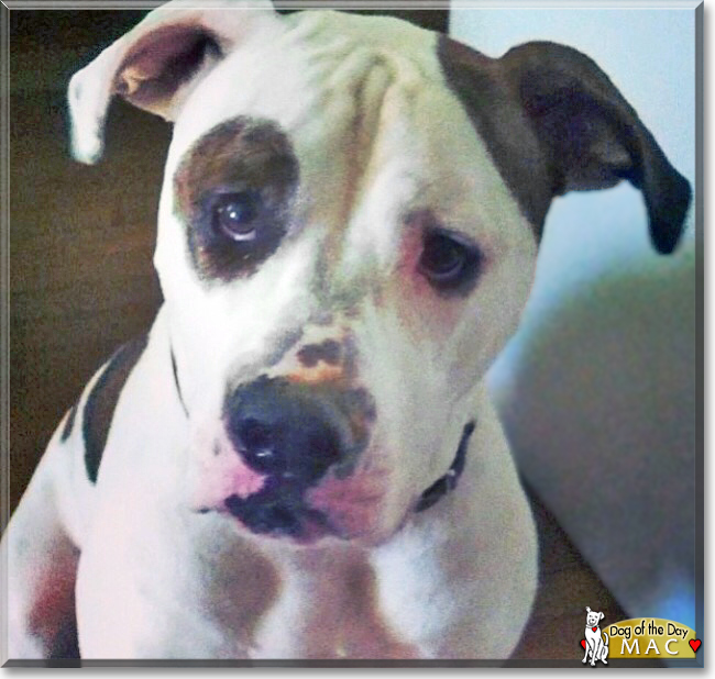 Mac the American Bulldog mix, the Dog of the Day