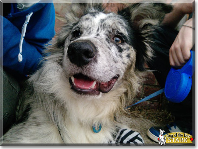 Stark the Border Collie, the Dog of the Day