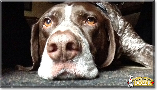 Dozer the German Shorthaired Pointer, the Dog of the Day