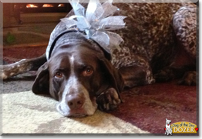 Dozer the German Shorthaired Pointer, the Dog of the Day