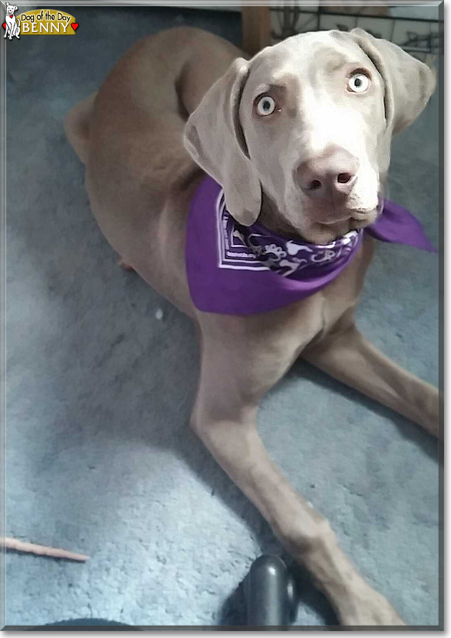 Benny the Weimaraner, the Dog of the Day