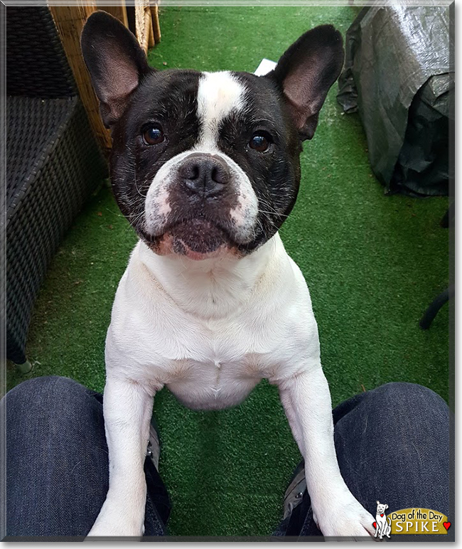 Spike the French Bulldog, Staffordshire Bull Terrier, the Dog of the Day