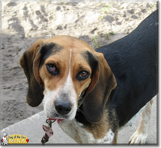 Mina the Beagle, Blue Tick Coonhound Mix, the Dog of the Day
