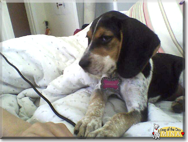 Mina the Beagle, Blue Tick Coonhound Mix, the Dog of the Day