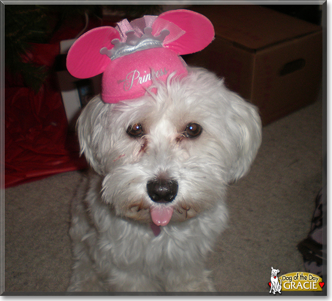 Gracie the Havanese, the Dog of the Day