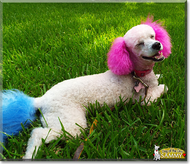 Sammy the Poodle, the Dog of the Day