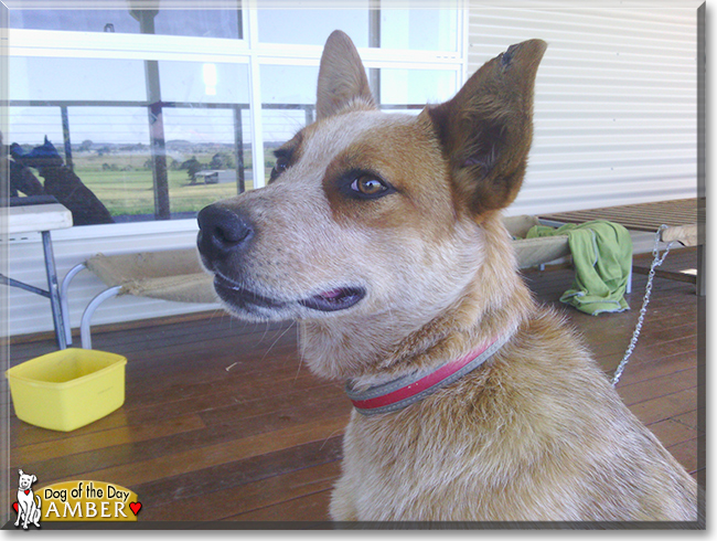 Amber the Australian Cattledog, the Dog of the Day