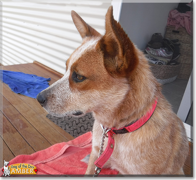 Amber the Australian Cattledog, the Dog of the Day