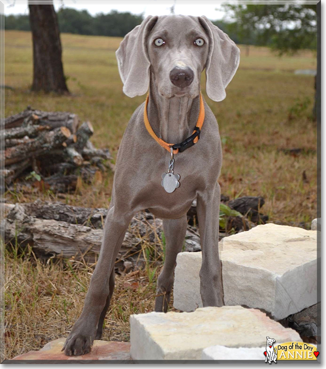 AnnieBelle the Weimaraner, the Dog of the Day
