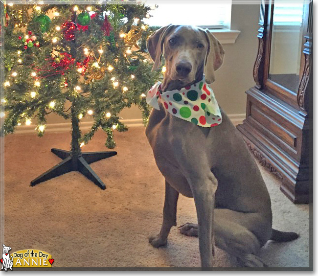 AnnieBelle the Weimaraner, the Dog of the Day