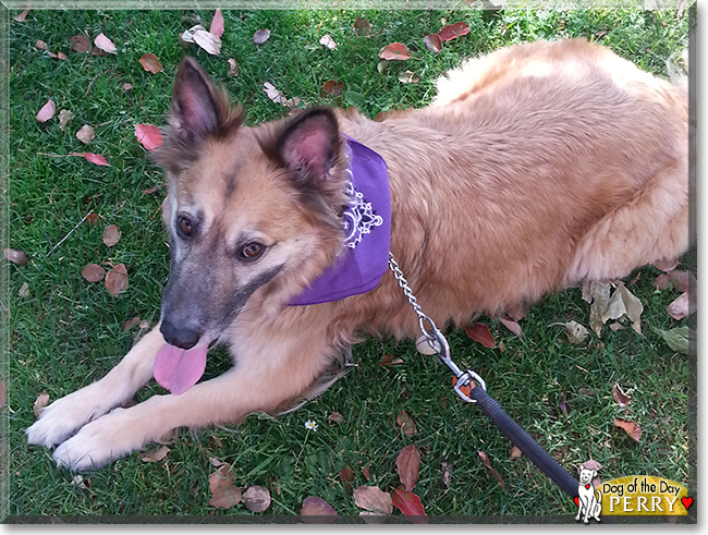 Perry the German Shepherd mix, the Dog of the Day