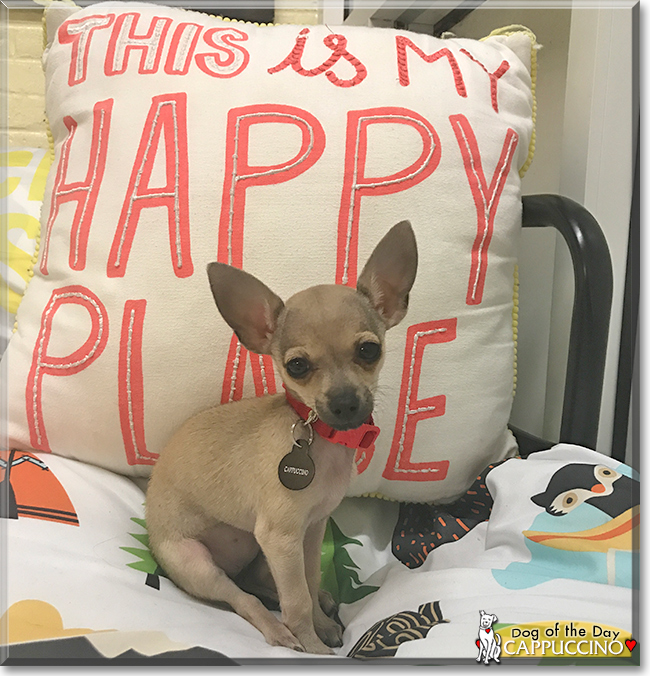 Cappuccino the Chihuahua, the Dog of the Day