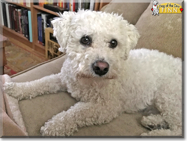 Finn the Bichon Frise, the Dog of the Day
