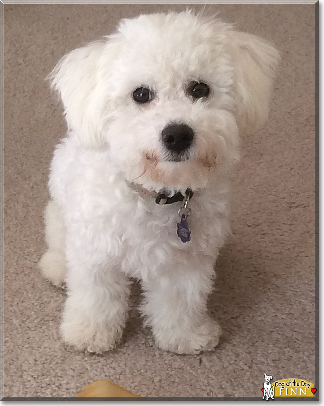 Finn the Bichon Frise, the Dog of the Day