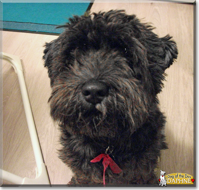 Daphne the Miniature Schnauzer, the Dog of the Day