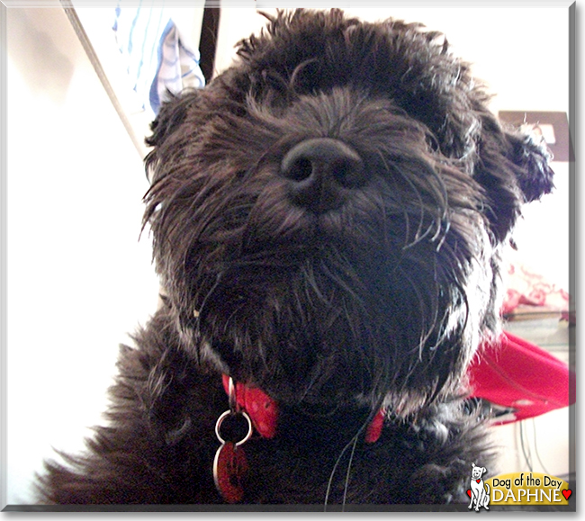 Daphne the Miniature Schnauzer, the Dog of the Day