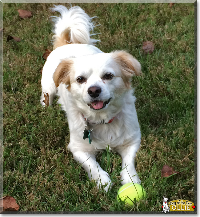 Ollie the Cavalier King Charles Spaniel/Bichon Frise, the Dog of the Day