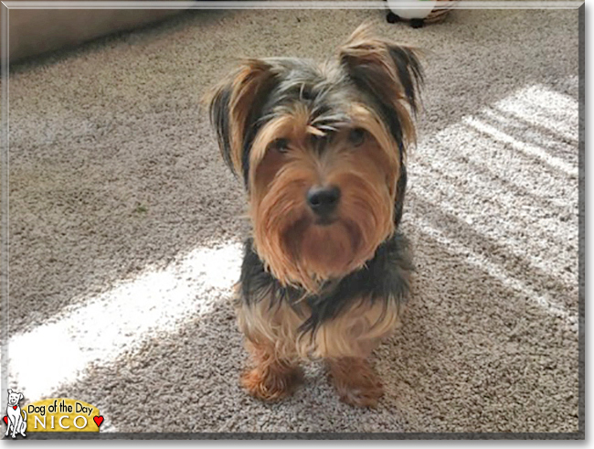 Nico the Yorkshire Terrier, the Dog of the Day