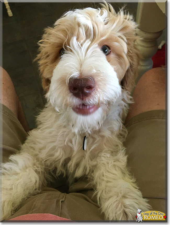 Romeo the Poodle/Retriever mix, the Dog of the Day