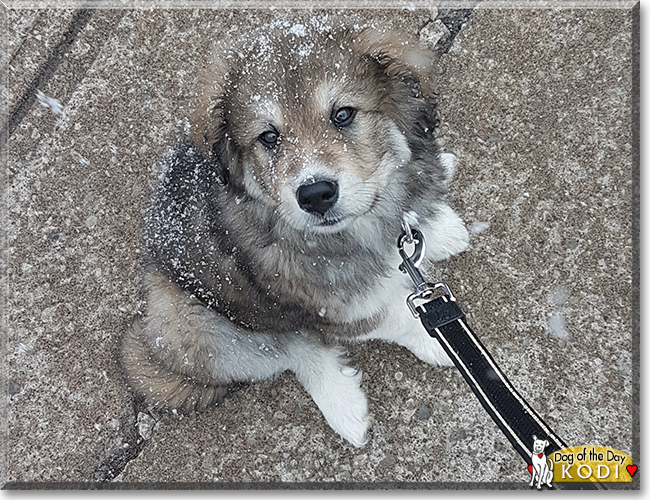 Kodi the Husky, Alaskan Malamute mix, the Dog of the Day