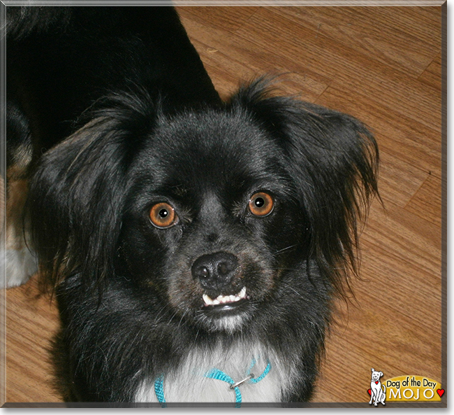 Mojo the Pekinese, Border Collie, the Dog of the Day