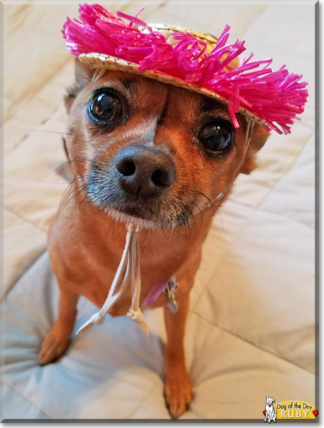 Ruby the Chihuahua mix, the Dog of the Day