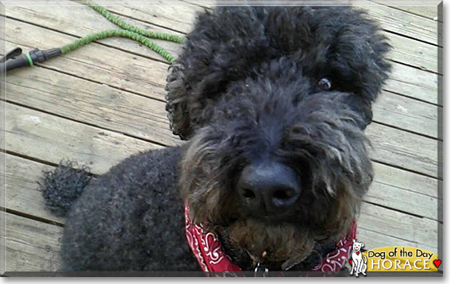 Horace the Standard Poodle, the Dog of the Day