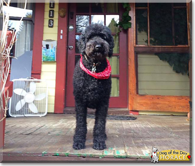 Horace the Standard Poodle, the Dog of the Day
