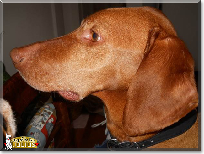 Julius the Vizsla, the Dog of the Day