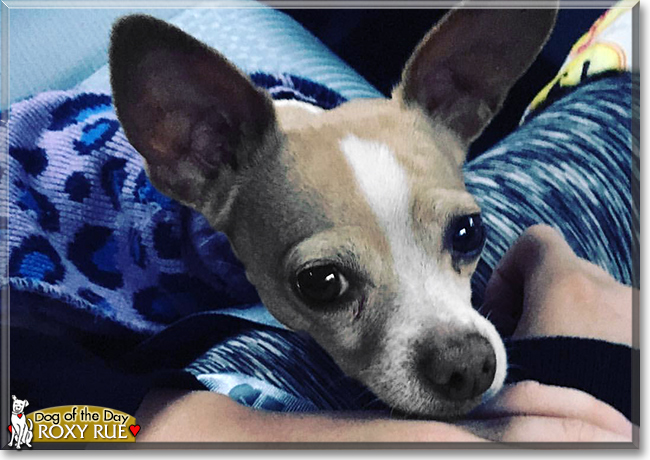 Roxy Rue the Chihuahua, the Dog of the Day