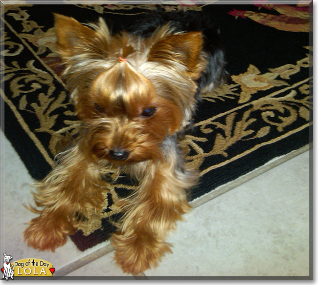 Lola the Yorkshire Terrier, the Dog of the Day