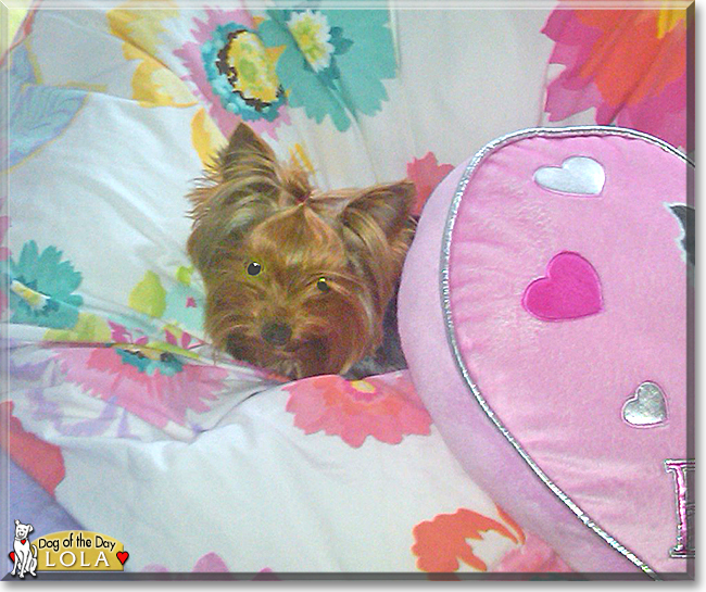 Lola the Yorkshire Terrier, the Dog of the Day