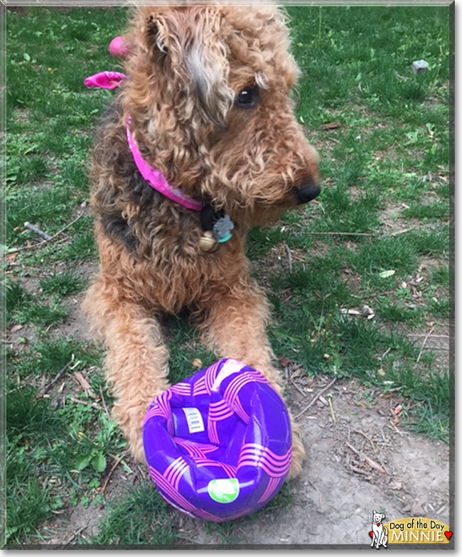 Minnie the Airedale Terrier, the Dog of the Day